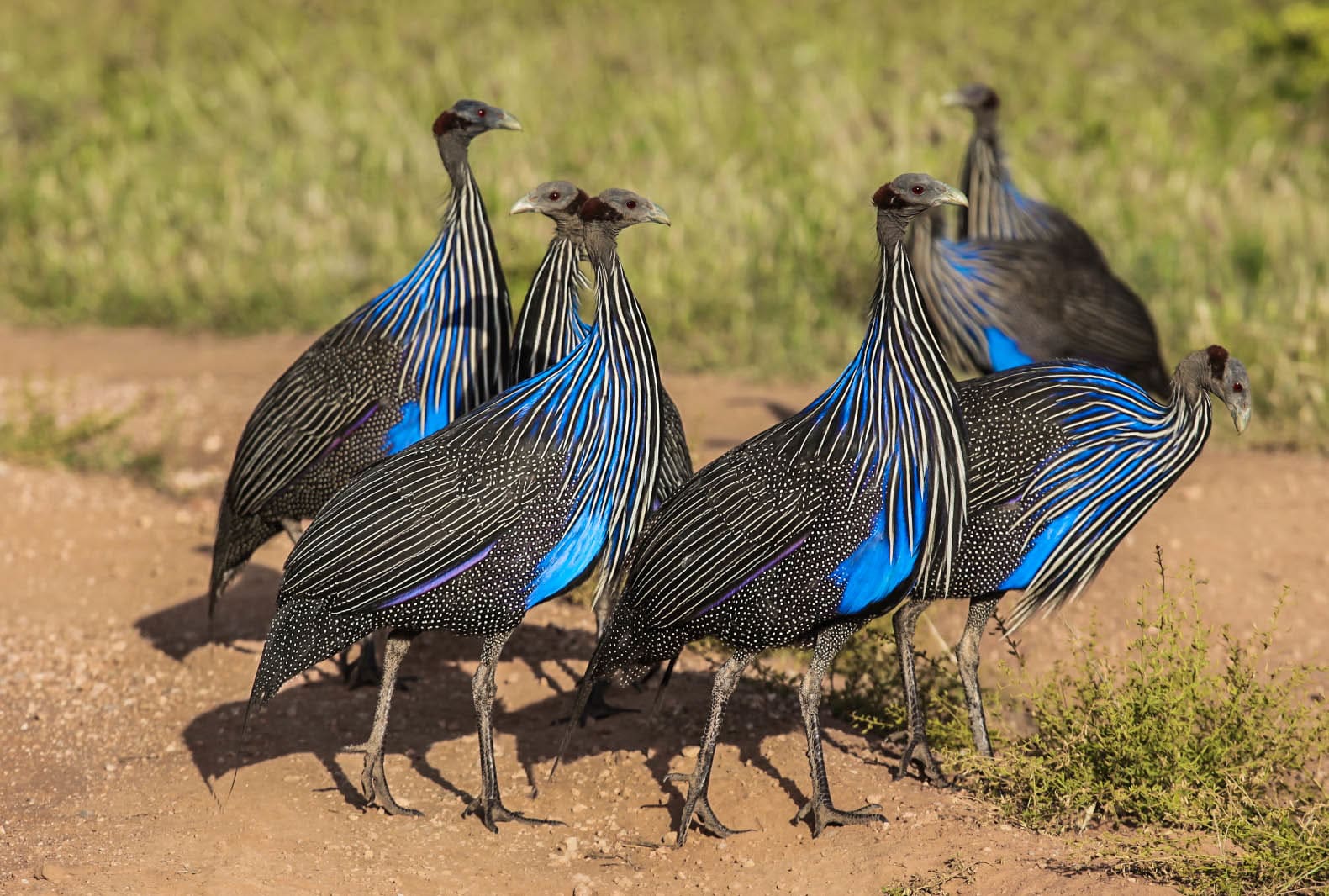 Vulturine guineafowl