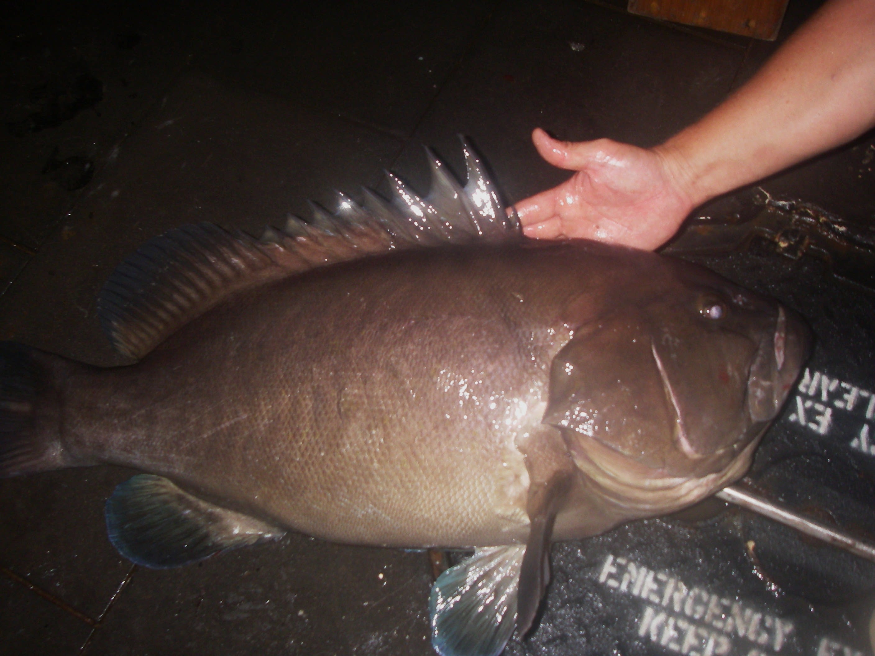 Warsaw grouper
