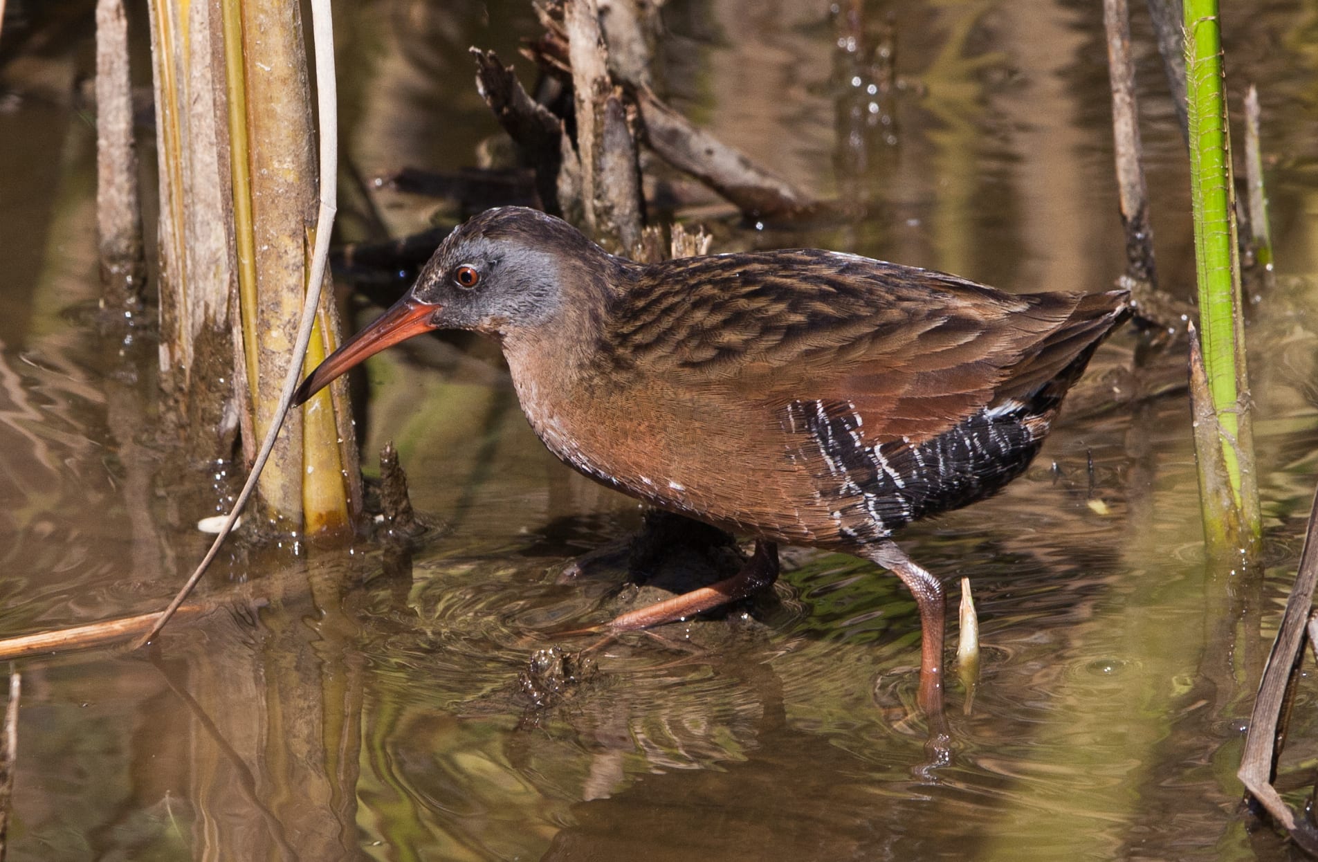 Virginia rail