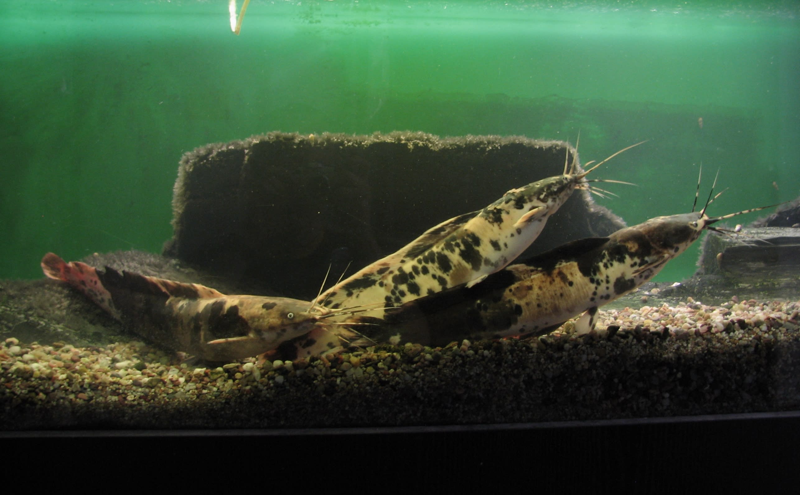 Walking catfish