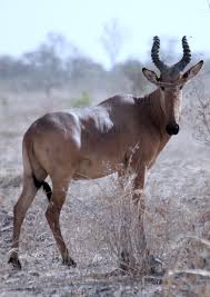 Western hartebeest