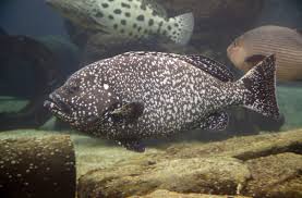 White blotched grouper