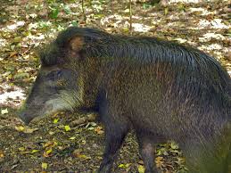 White-lipped peccary