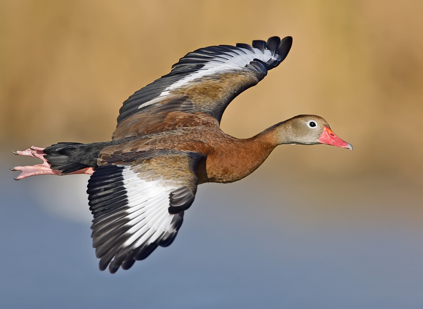 West Indian whistling duck