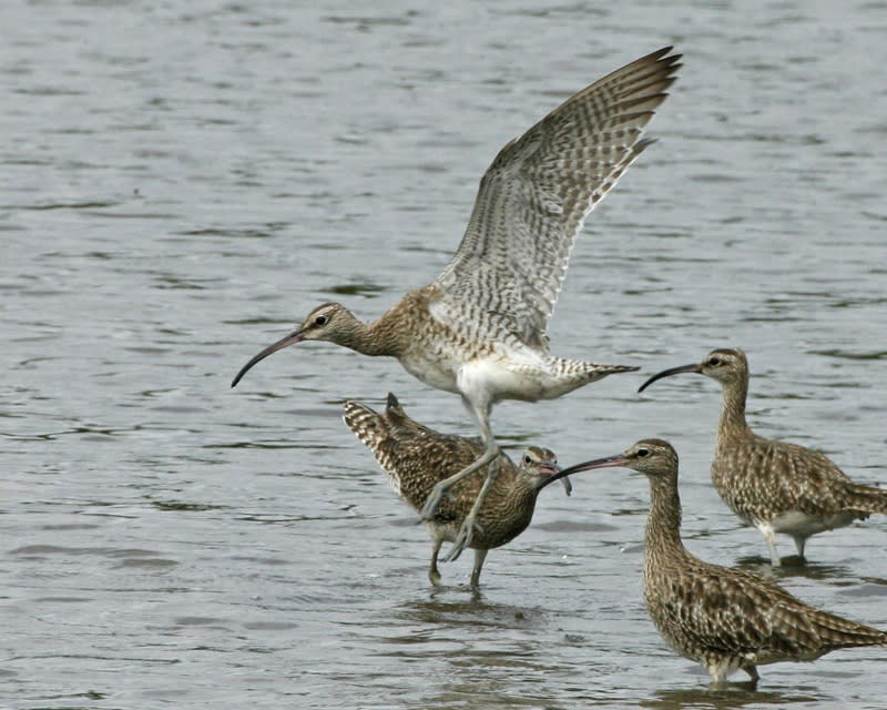 Whimbrel