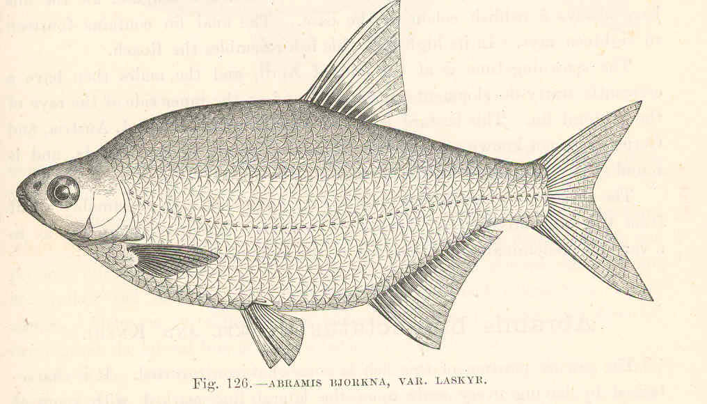 White bream