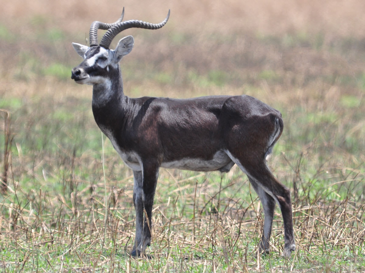 White-eared kob