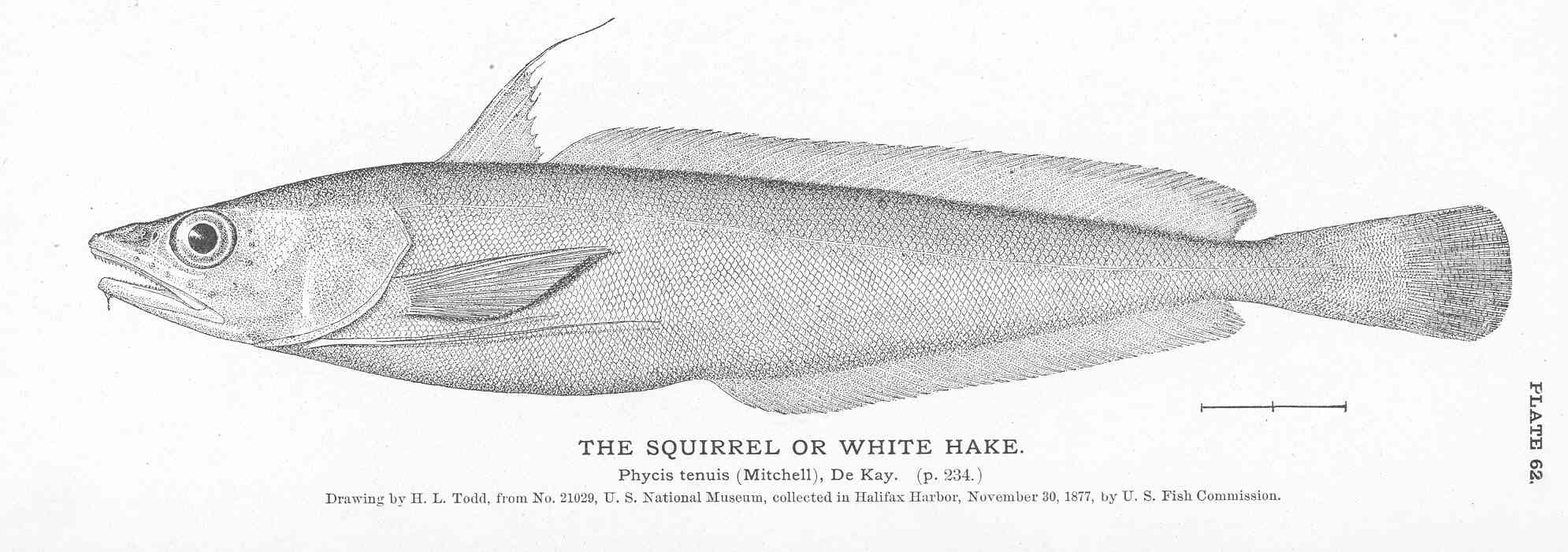 White hake