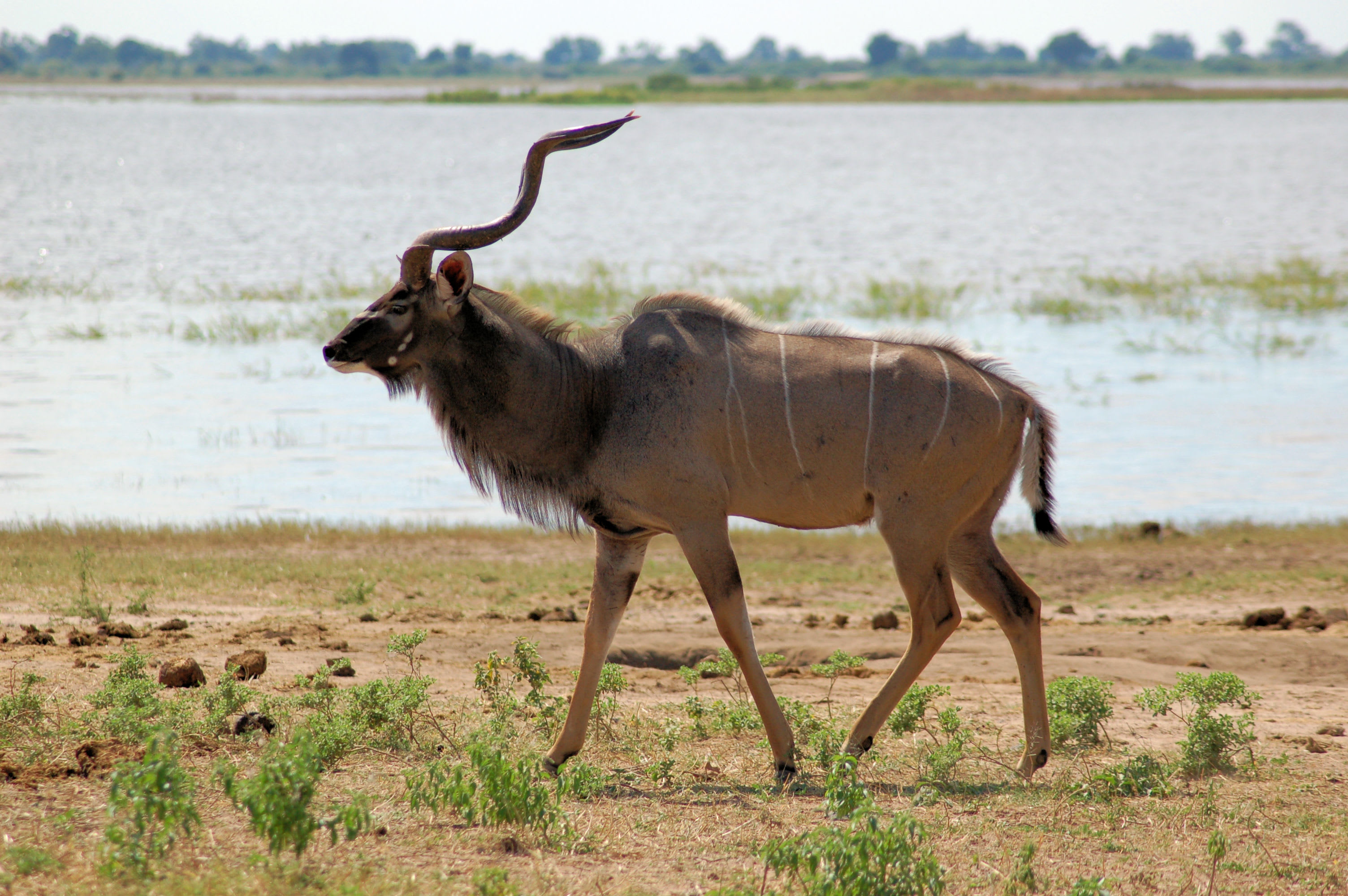 Western greater kudu