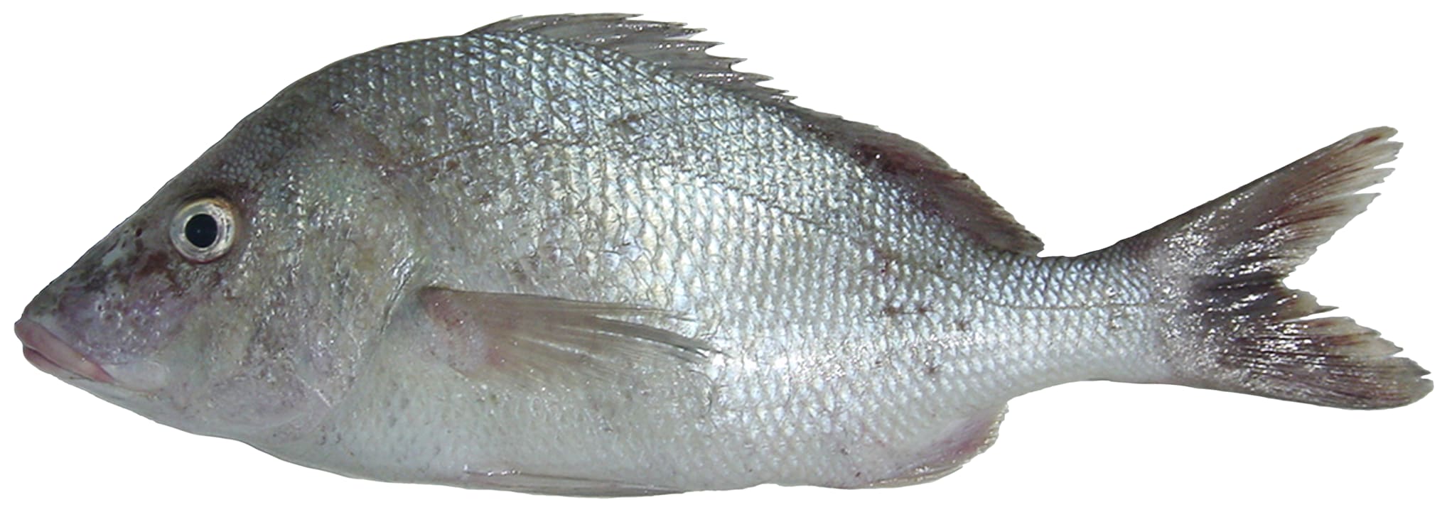 White margate