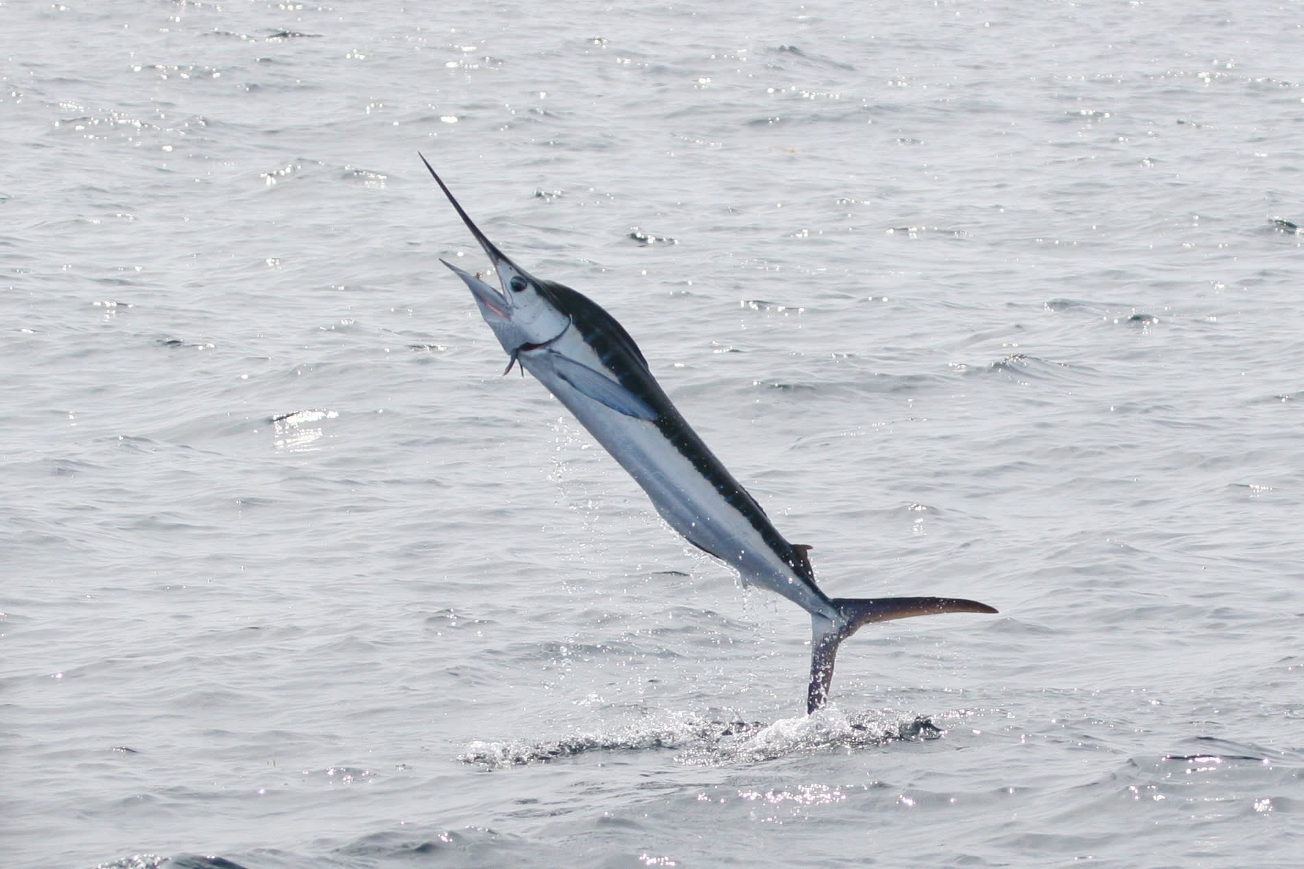 White marlin
