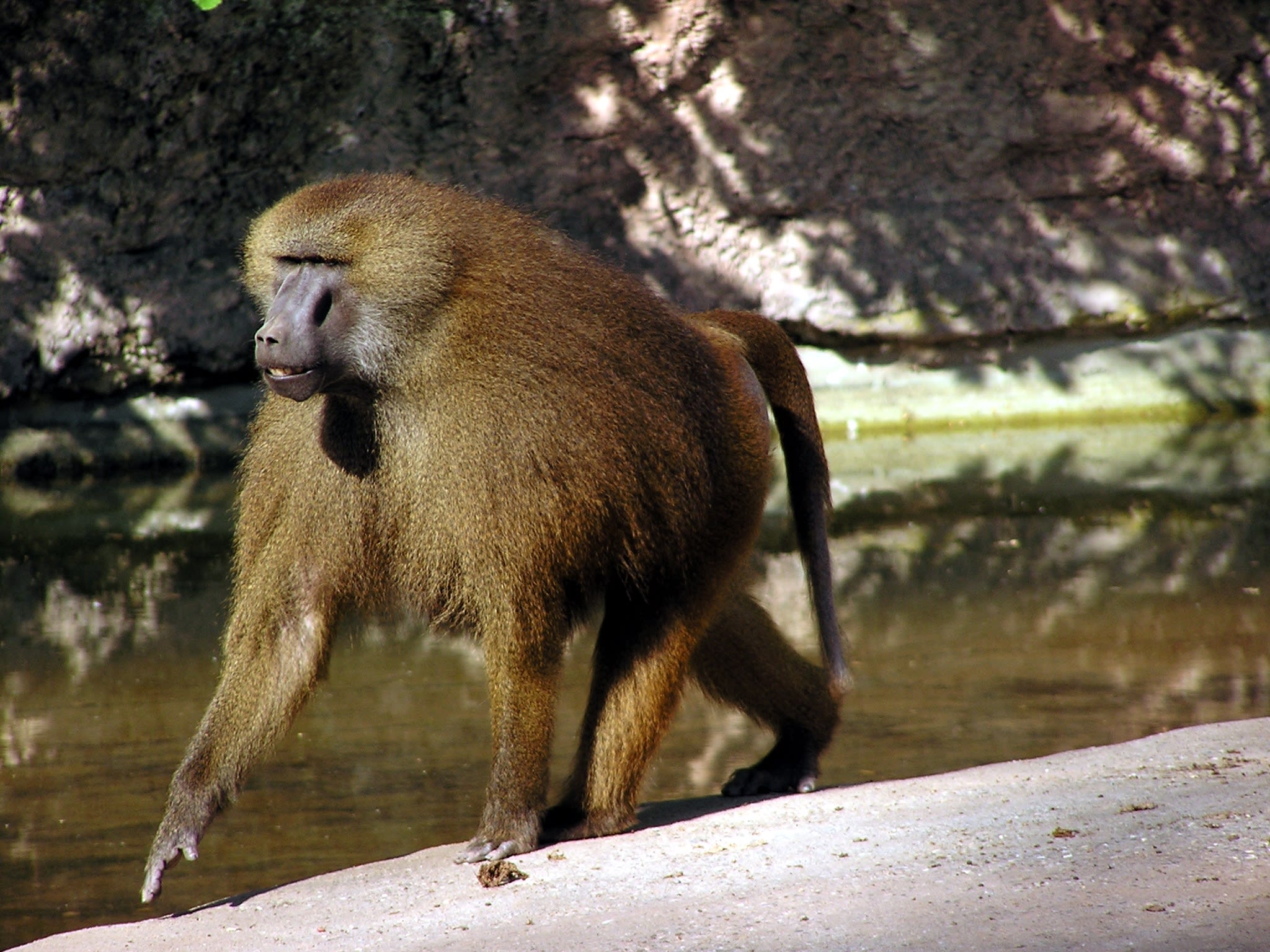 Western Baboon