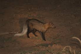 White-tailed mongoose