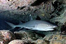 Whitetip reef shark