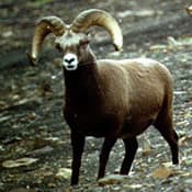 Yakutia snow sheep