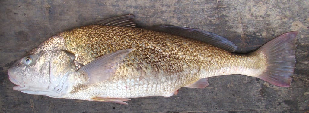 Whitemouth croaker