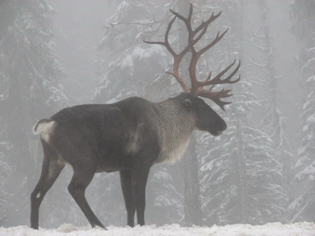 Woodland caribou