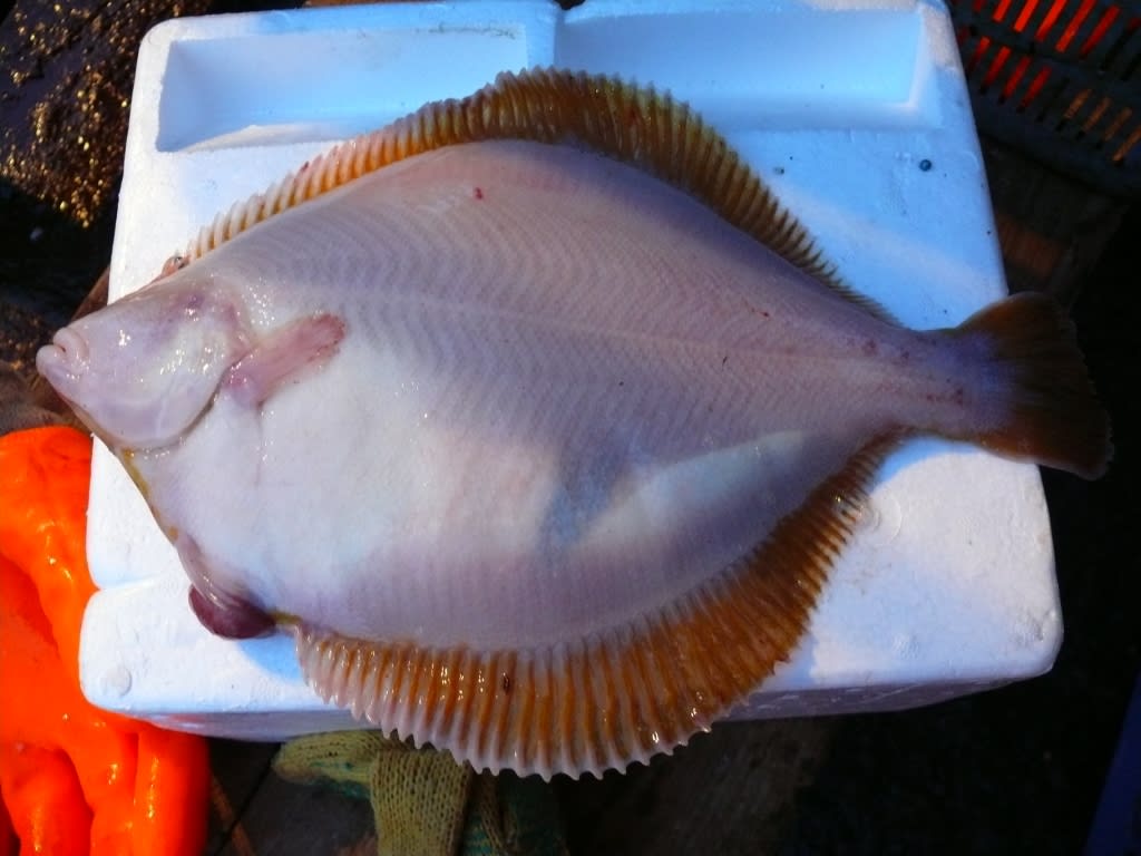 Yellowback seabream
