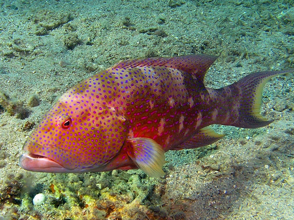 Yellow-edged lyretail