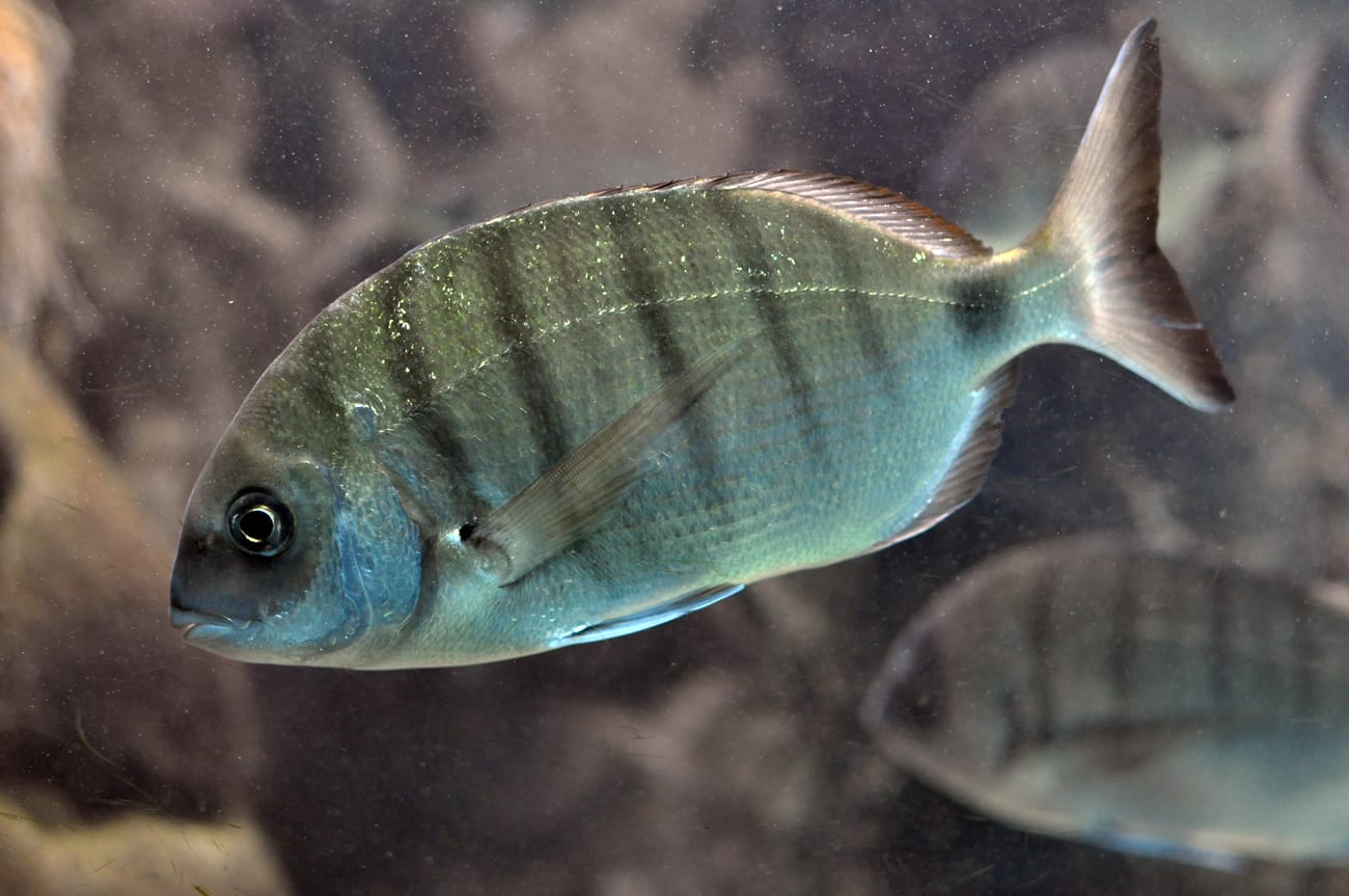 White seabream