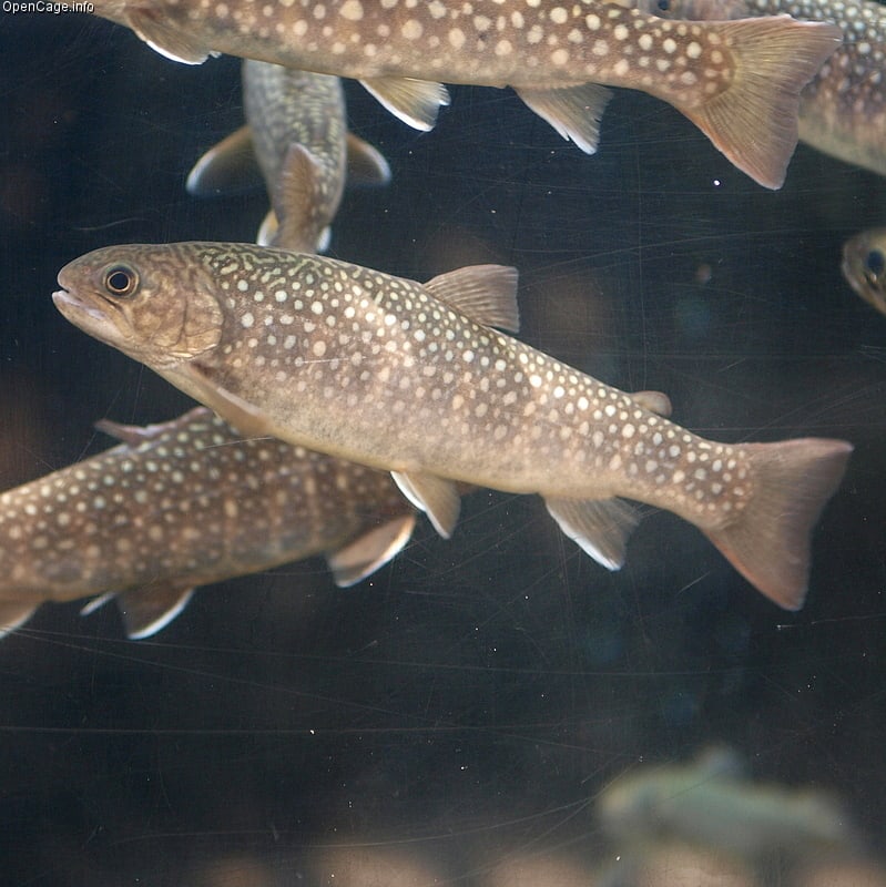 Whitespotted char