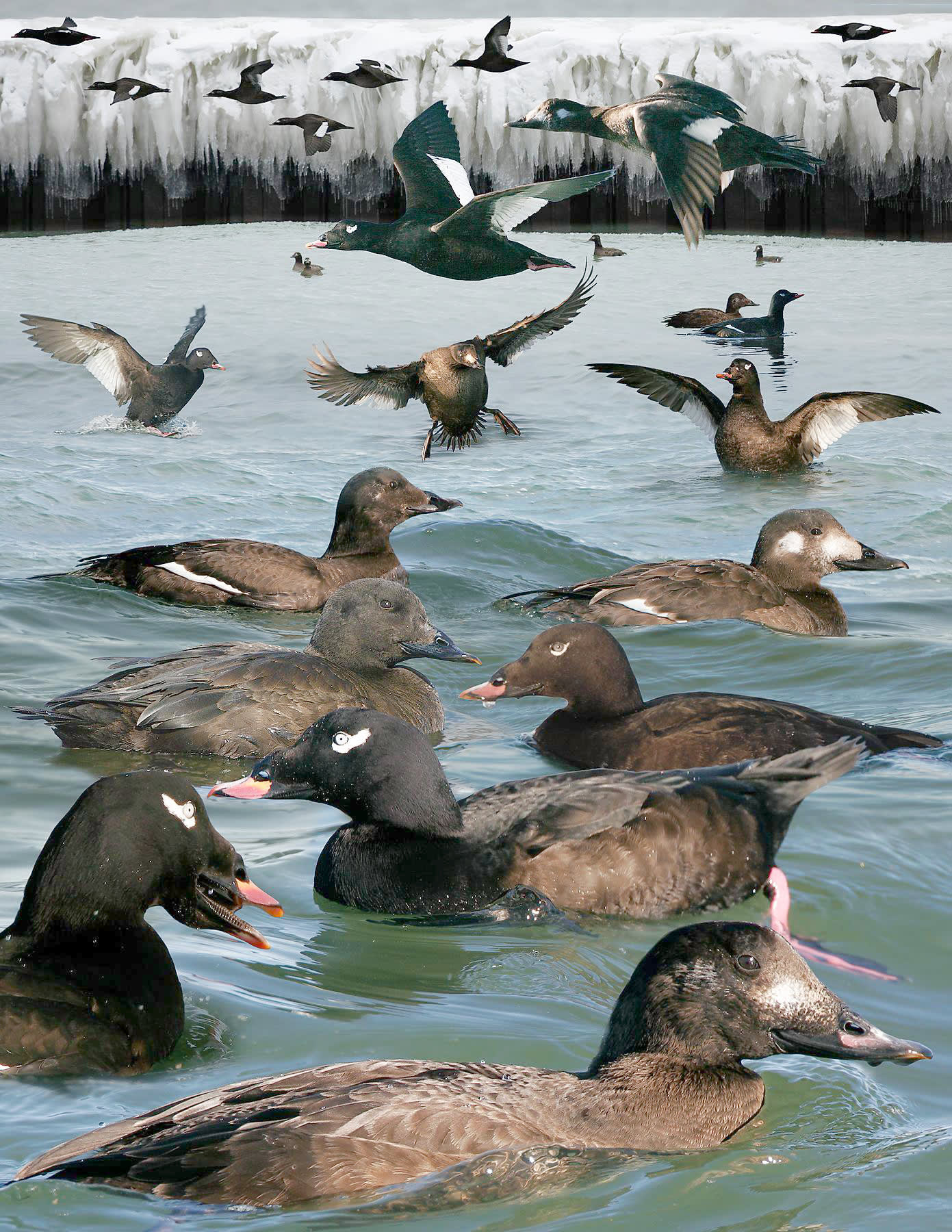 White-winged scoter duck