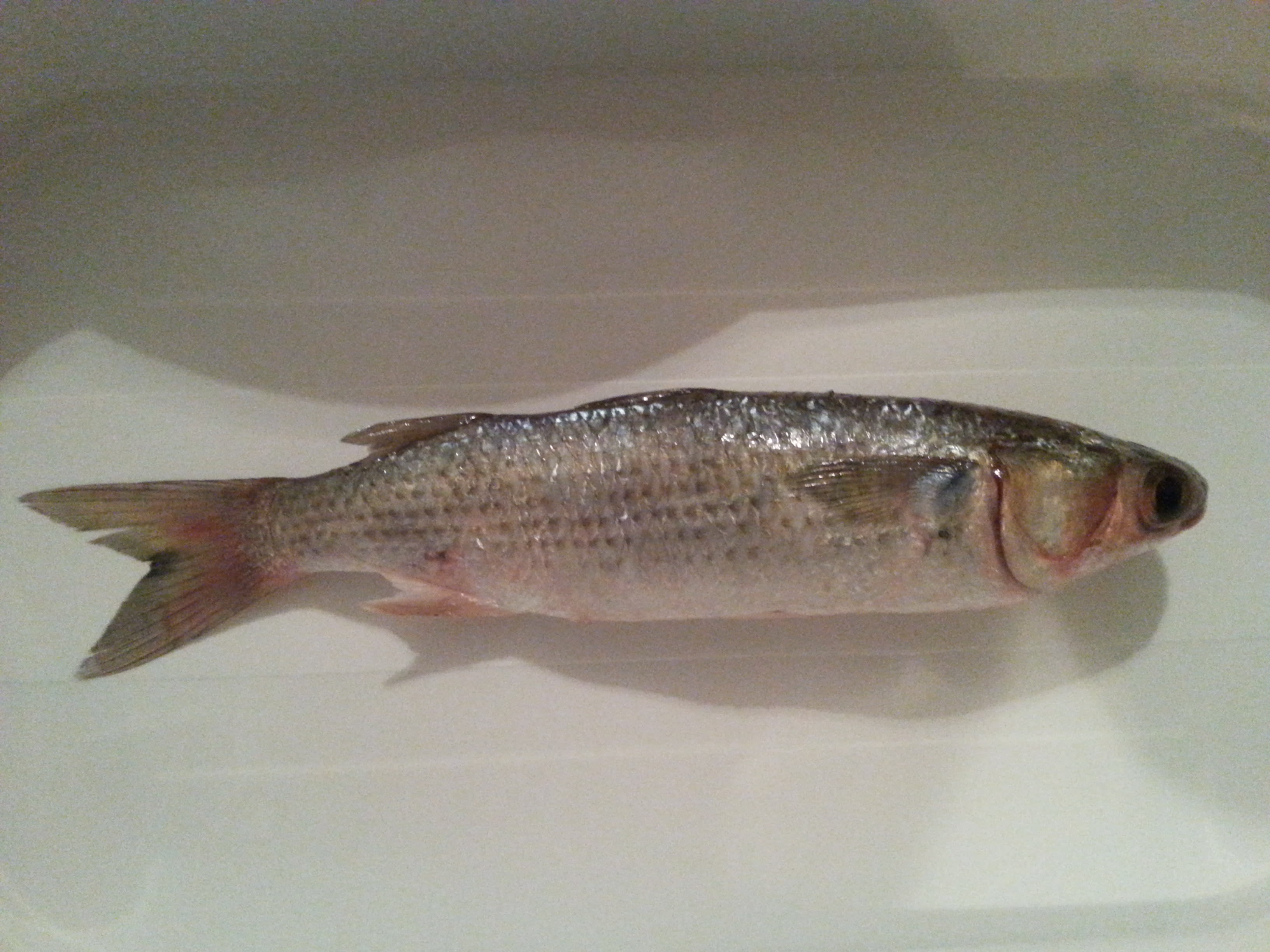 White mullet