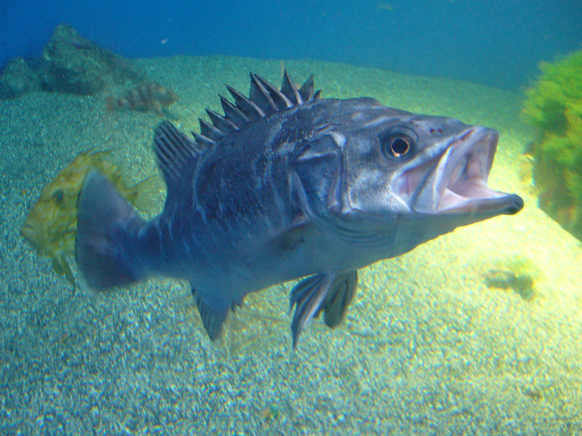 Wreckfish