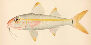 Yellow goatfish