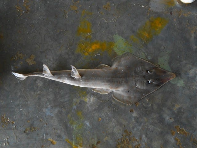 Yellow guitarfish