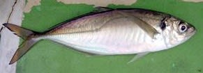 Yellowtail horse mackerel