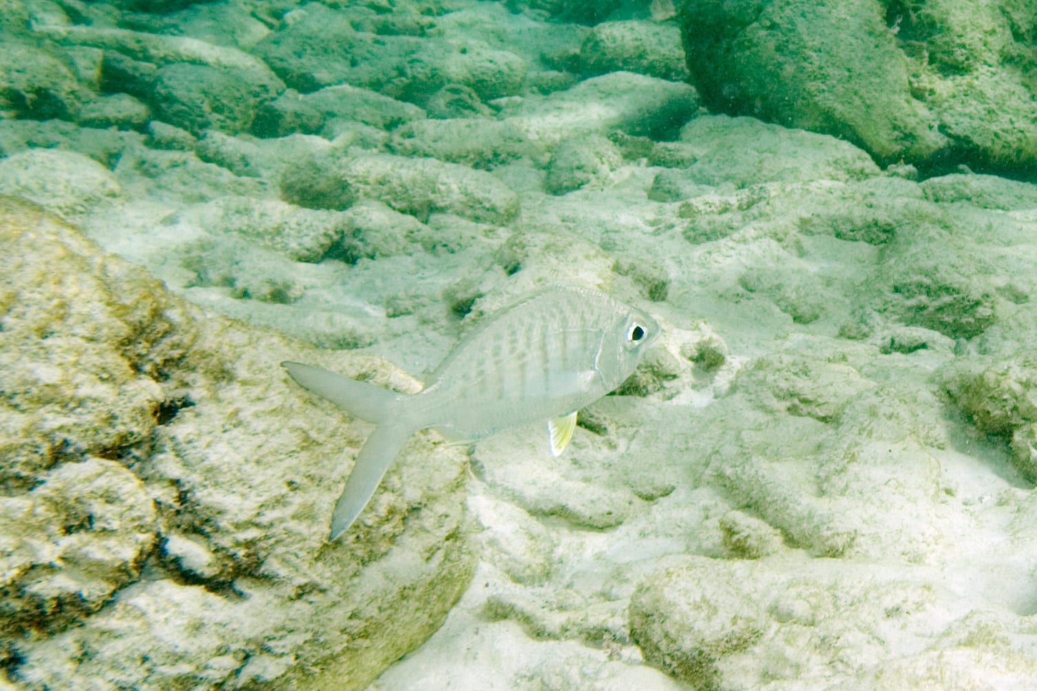 Yellowfin mojarra