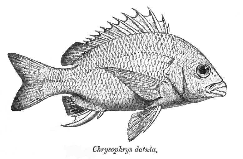 Yellowfin seabream