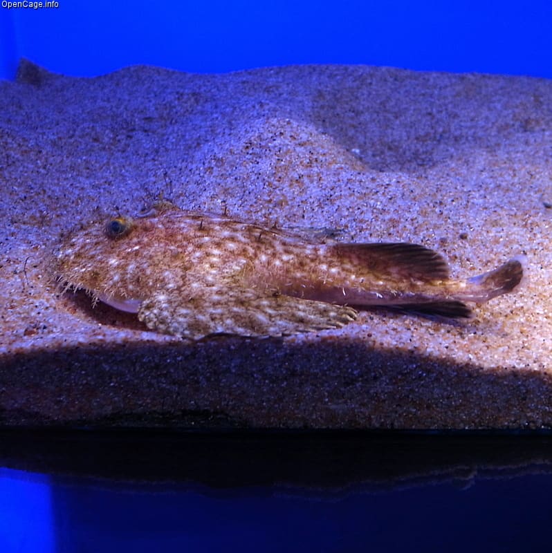 Yellow goosefish