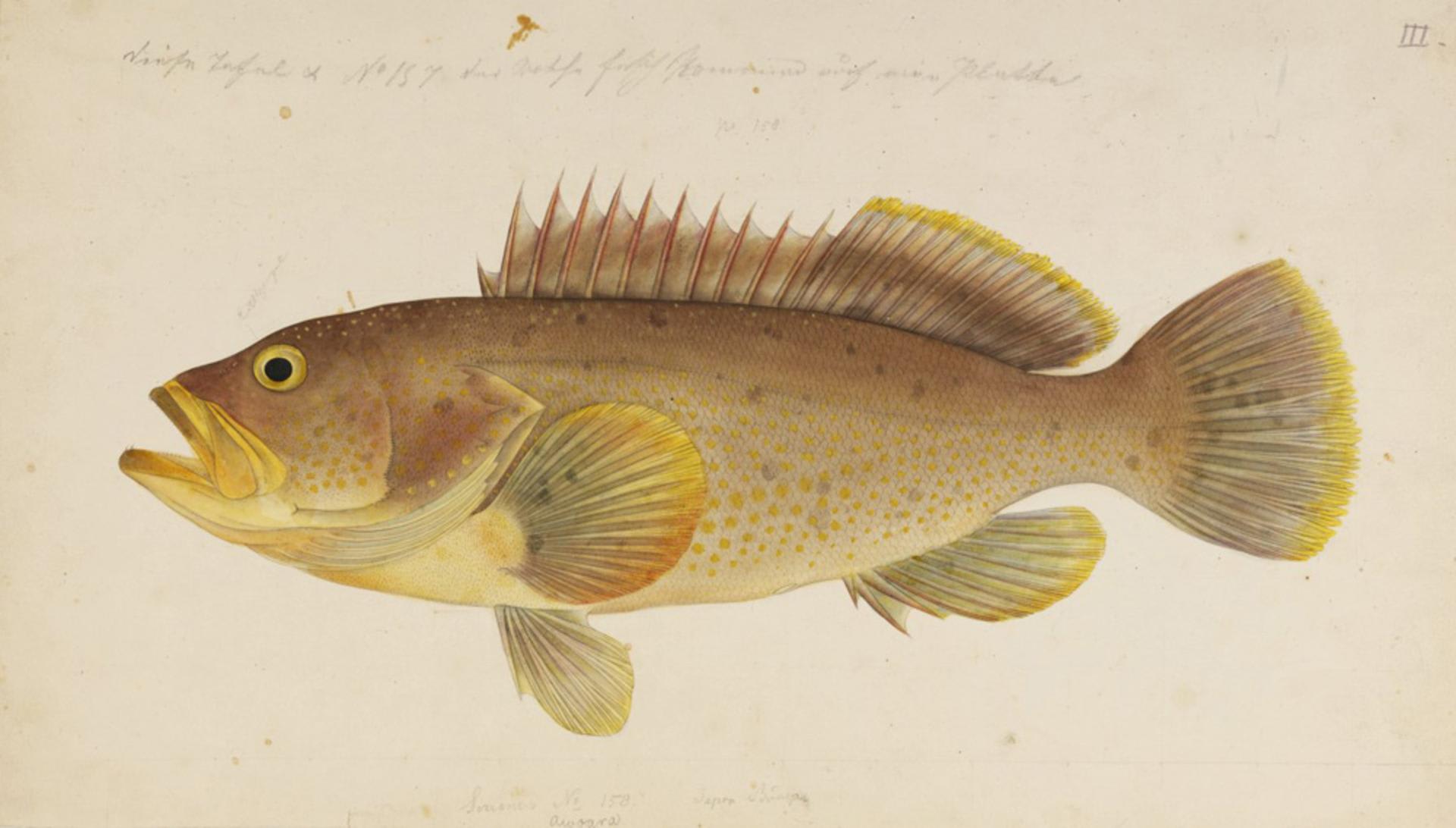 Yellow grouper