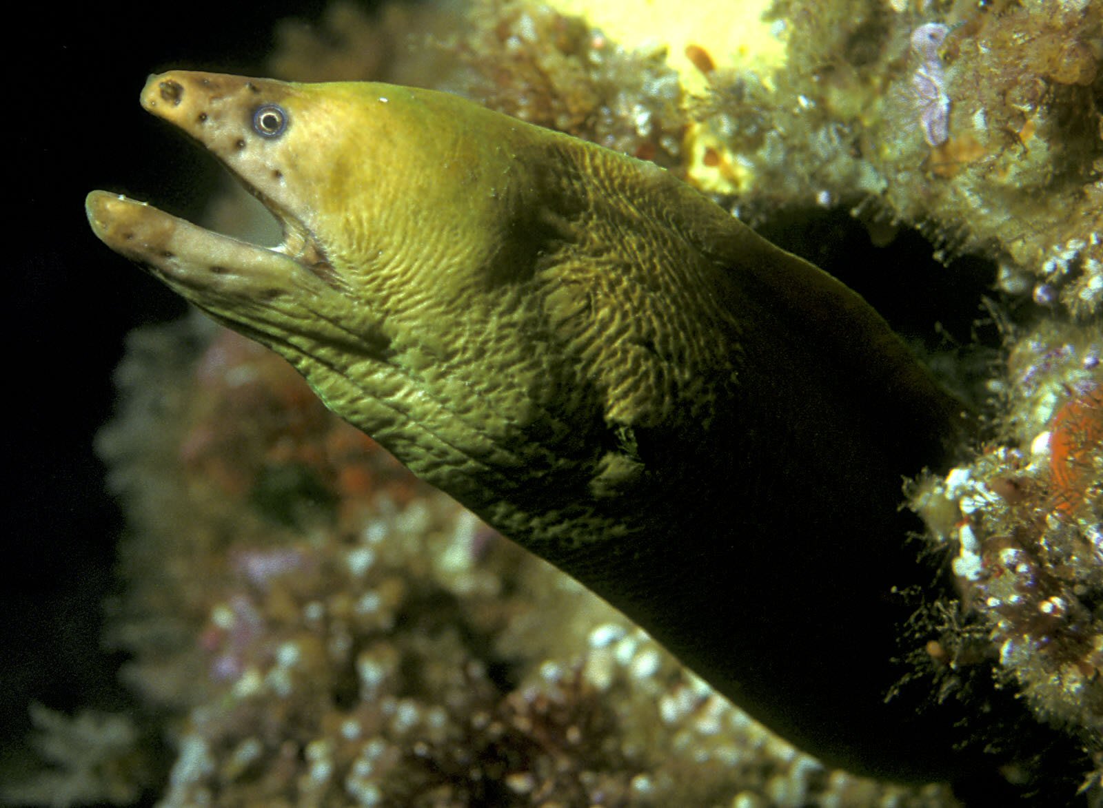 Yellow moray