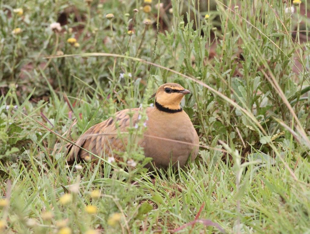 Yellow throated sandgrouse