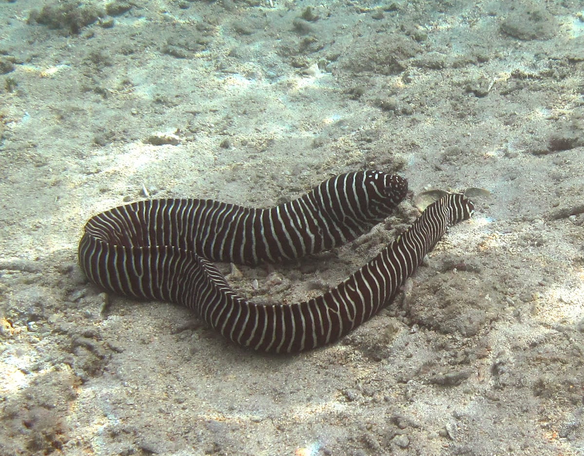 Zebra moray