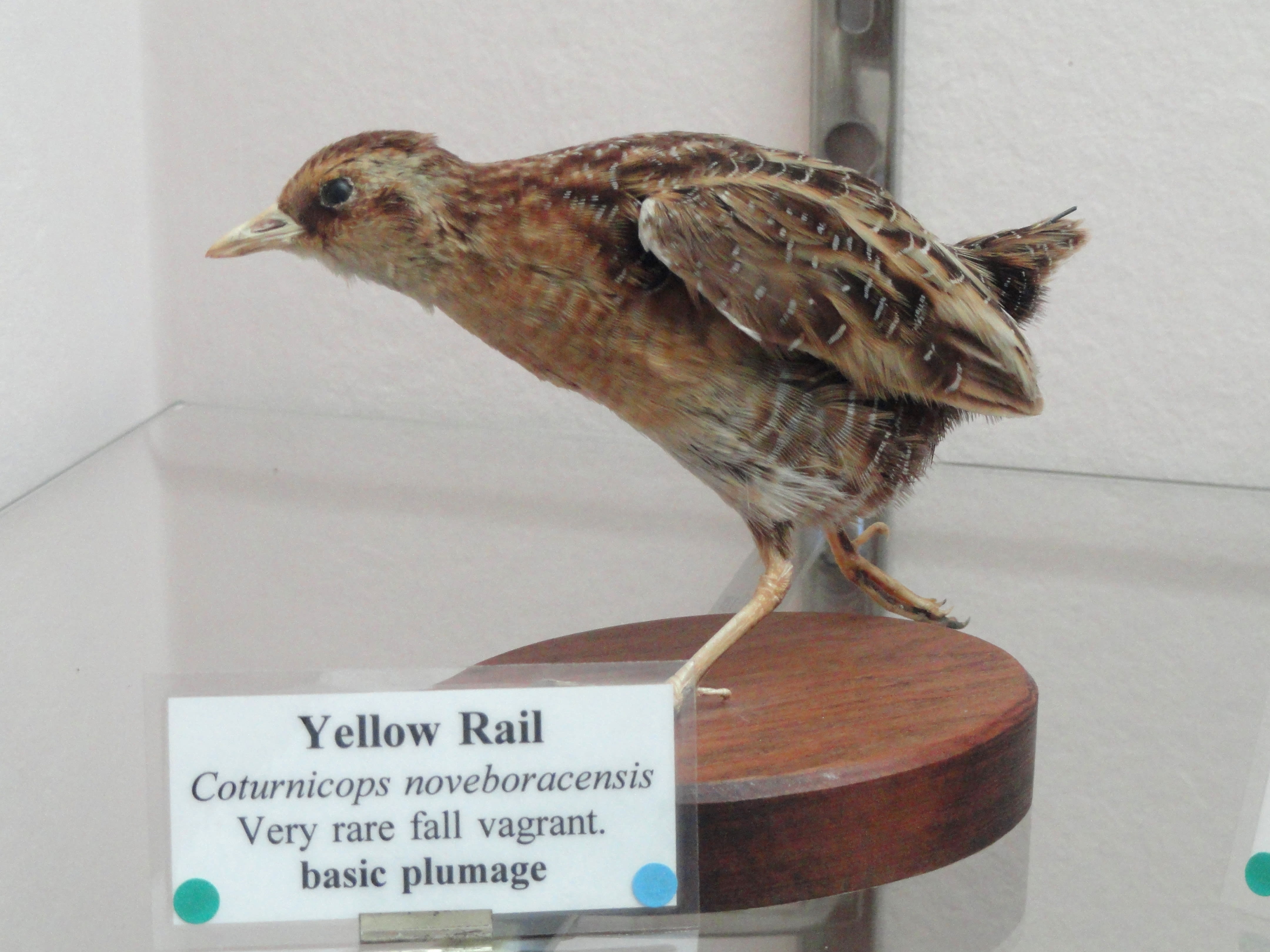 Yellow rail