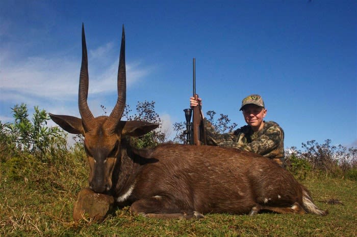 Cape bushbuck