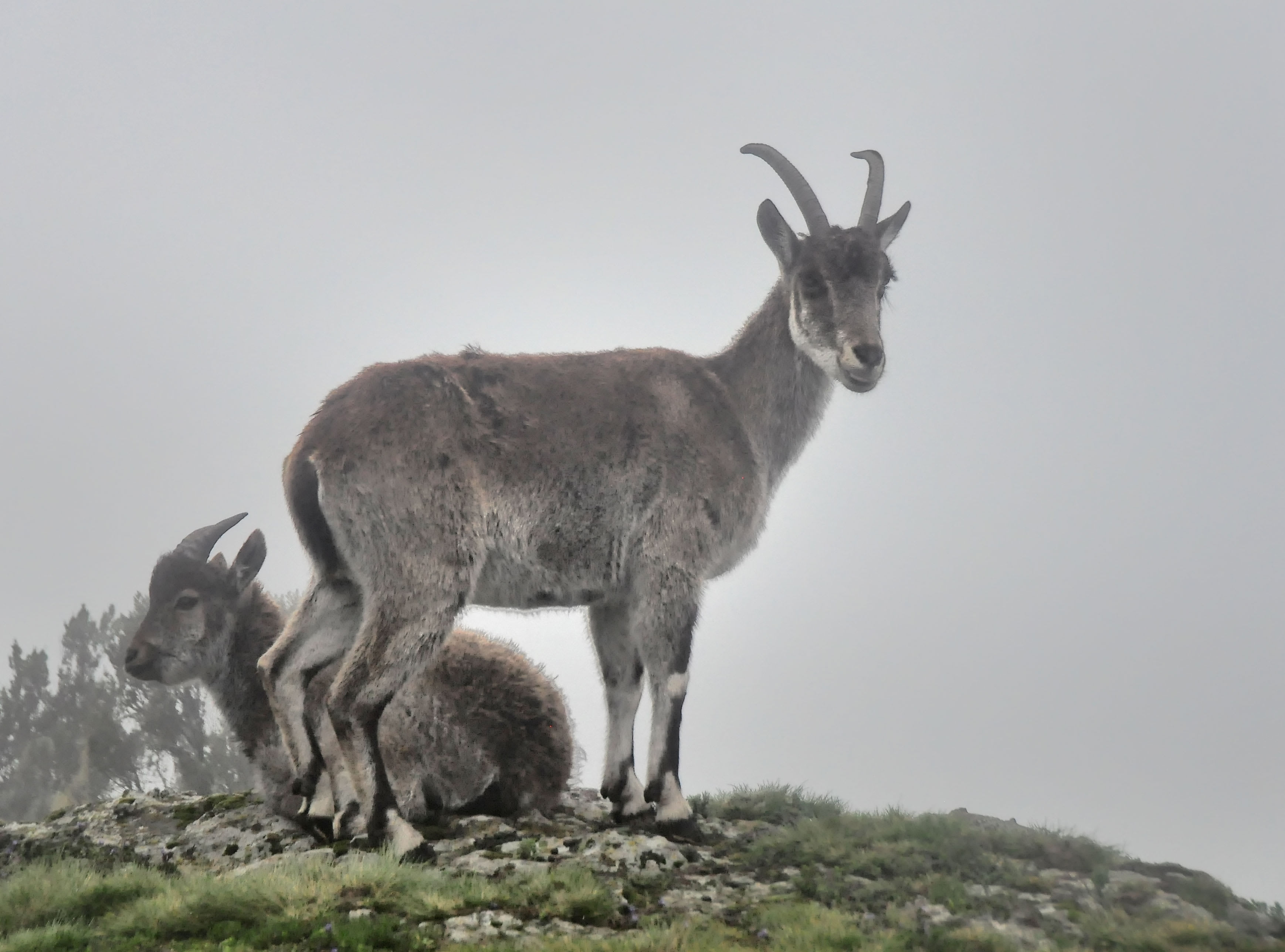Walia ibex