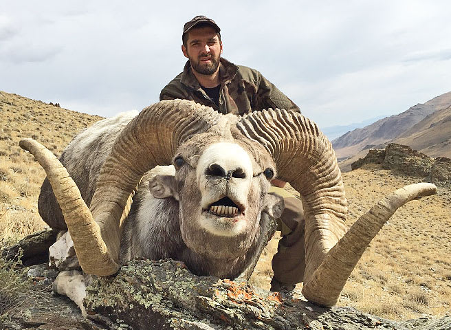 Altay argali