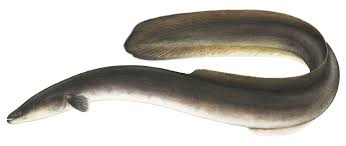 American eel