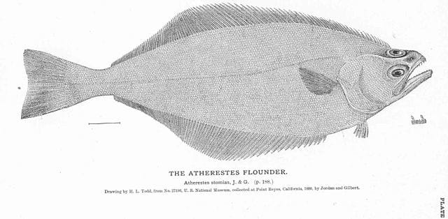 Arrow tooth flounder