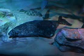 Atlantic halibut