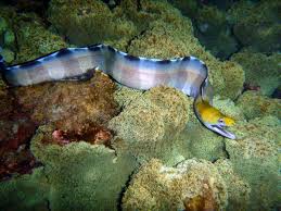 Banded moray
