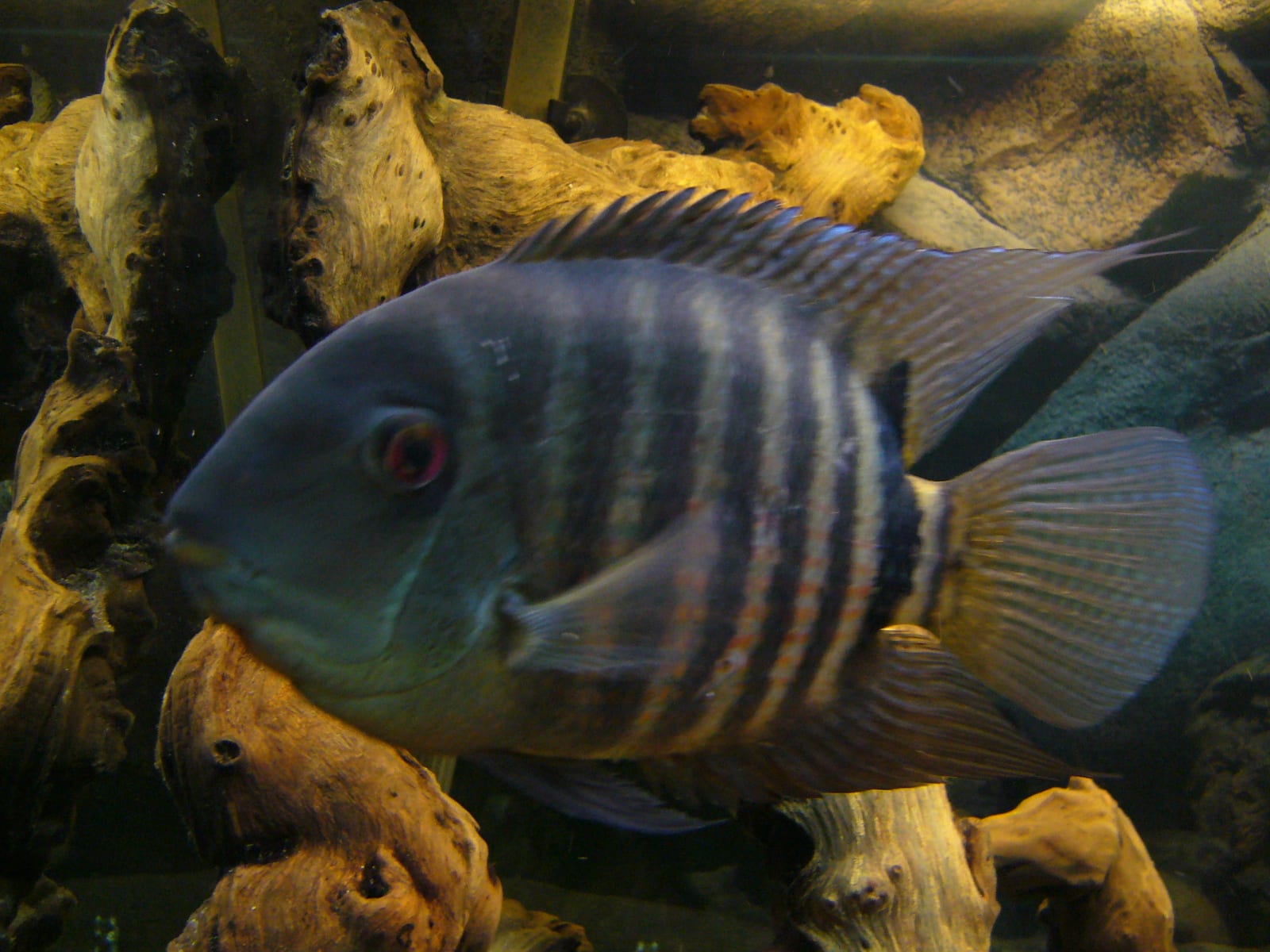 Banded cichlid