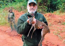 Bate's pygmy antelope