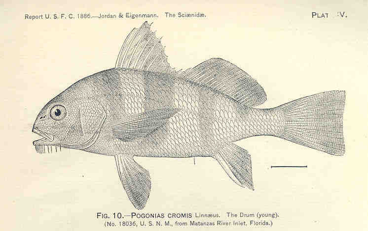 Black drum
