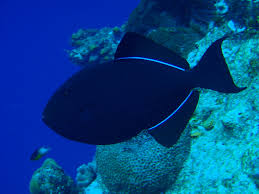 Black durgon